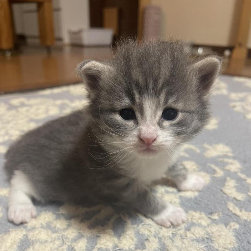 販売中の富山県のノルウェージャンフォレストキャット-134036の7枚目