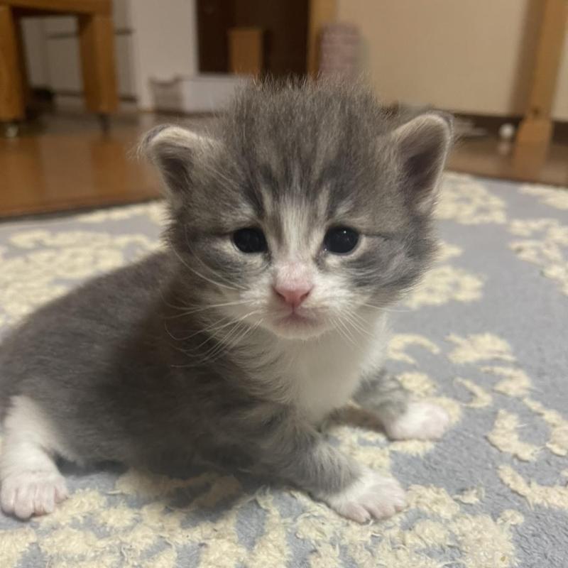 販売中の富山県のノルウェージャンフォレストキャット-134036の6枚目