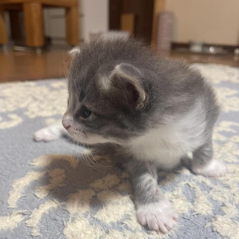 販売中の富山県のノルウェージャンフォレストキャット-134036の5枚目