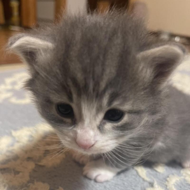 販売中の富山県のノルウェージャンフォレストキャット-134036の4枚目