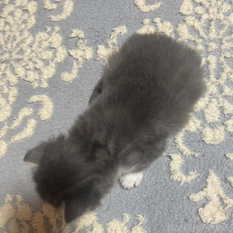 販売中の富山県のノルウェージャンフォレストキャット-134036の3枚目