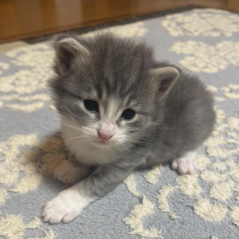 販売中の富山県のノルウェージャンフォレストキャット-134036の2枚目