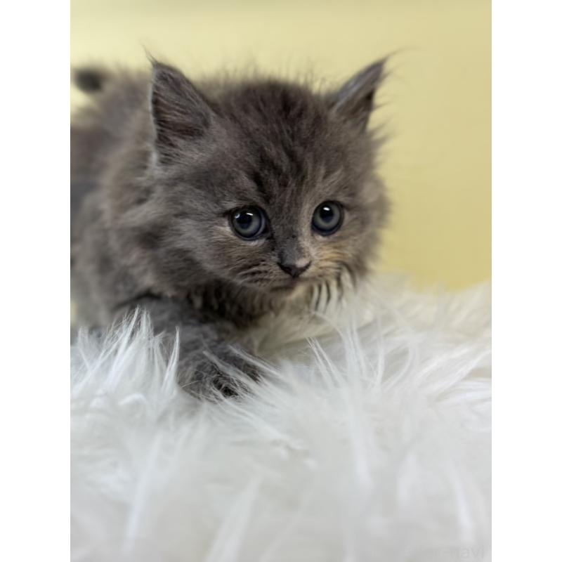 販売中の埼玉県のサイベリアン-134037の4枚目