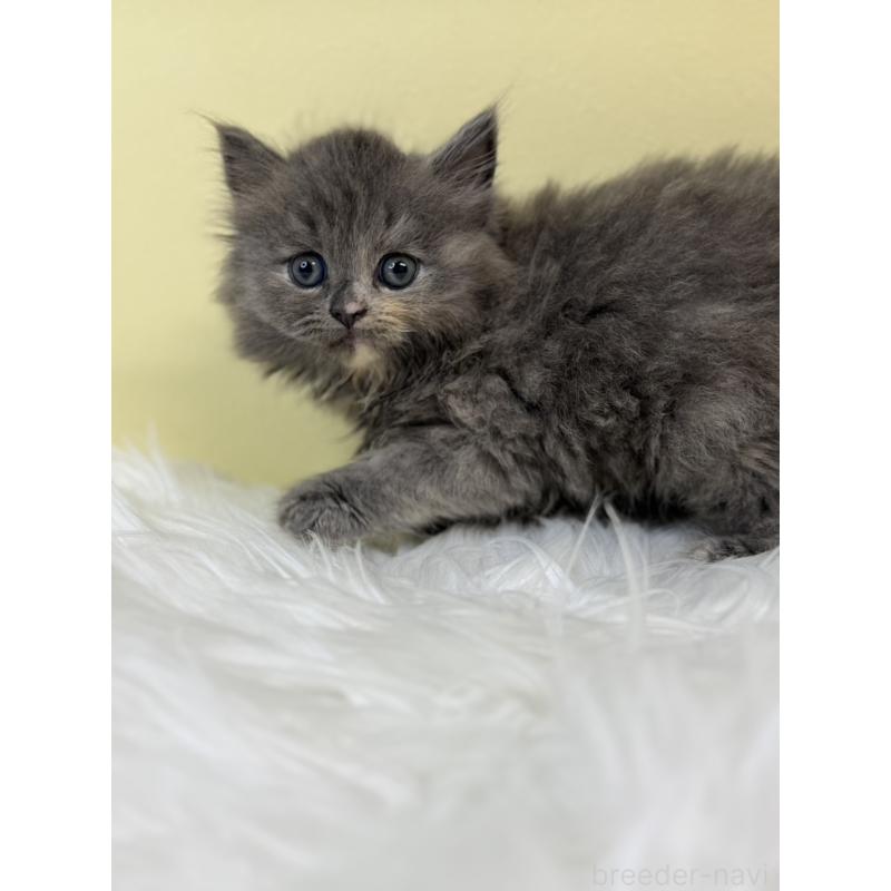 販売中の埼玉県のサイベリアン-134037の3枚目