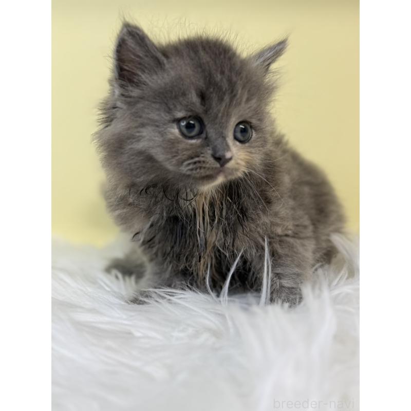 販売中の埼玉県のサイベリアン-134037の2枚目