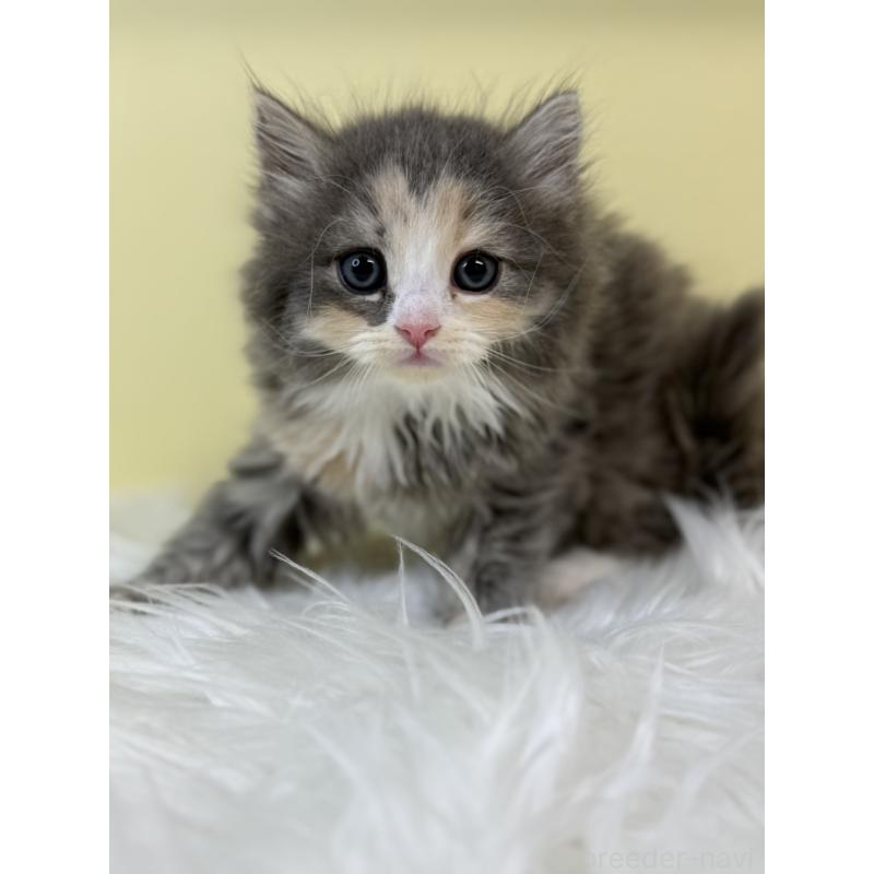 販売中の埼玉県のサイベリアン-134038の4枚目