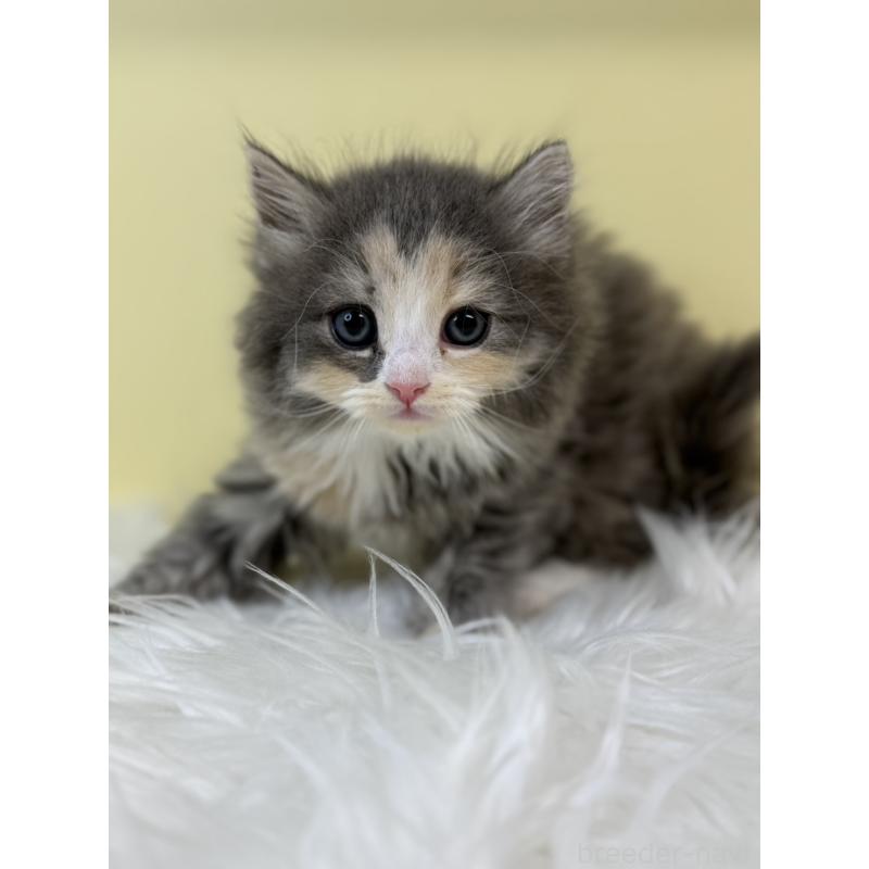 販売中の埼玉県のサイベリアン-134038の3枚目