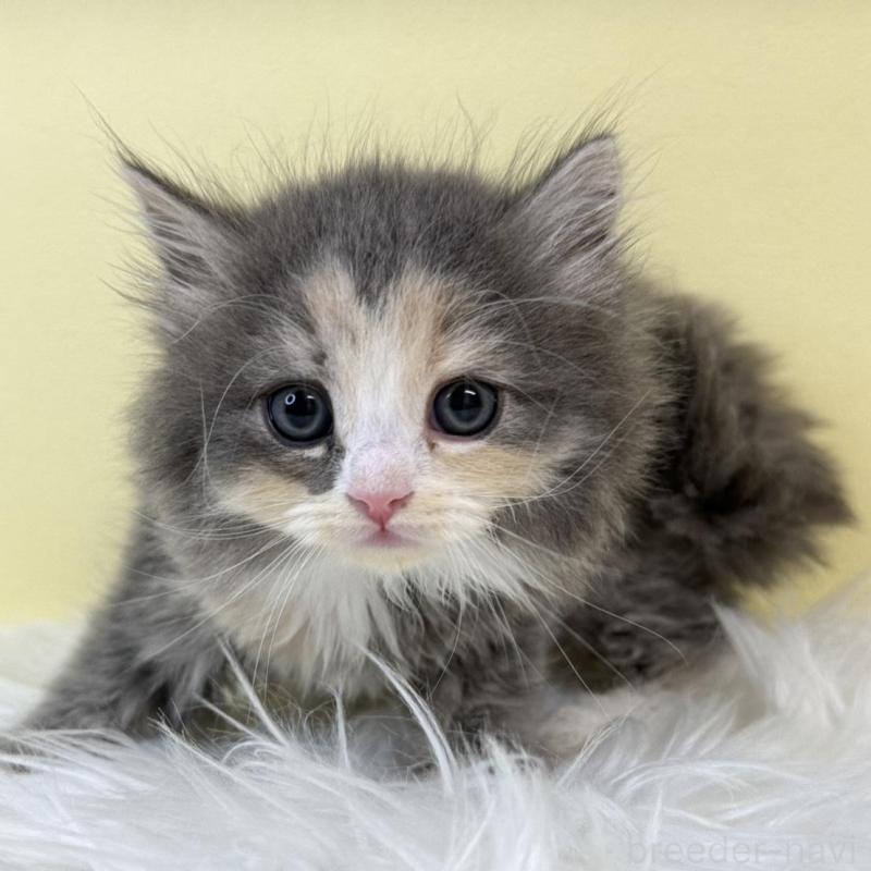 販売中の埼玉県のサイベリアン-134038の1枚目