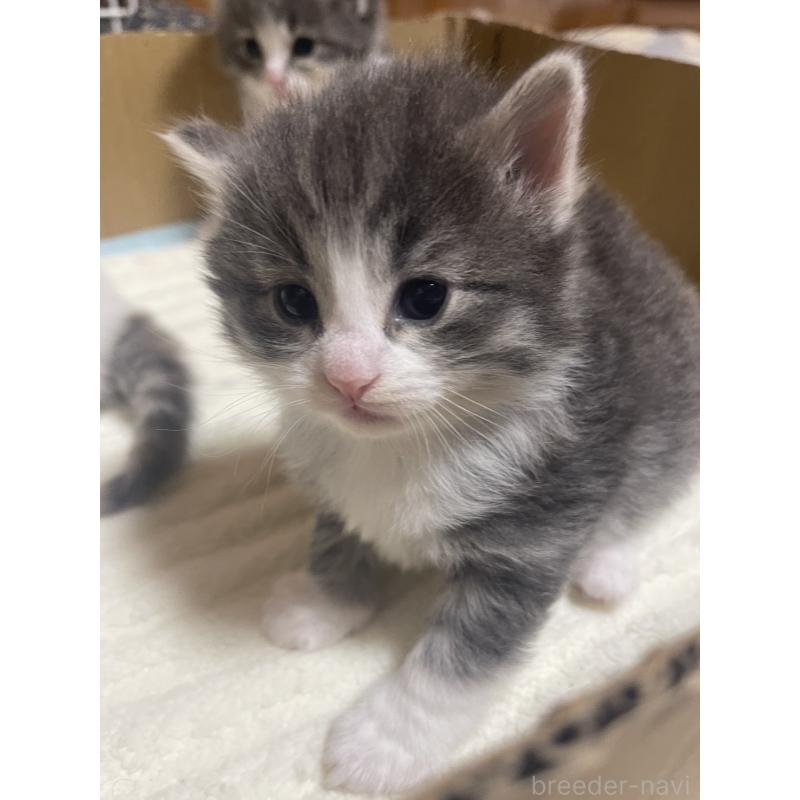 販売中の富山県のノルウェージャンフォレストキャット-134040の15枚目