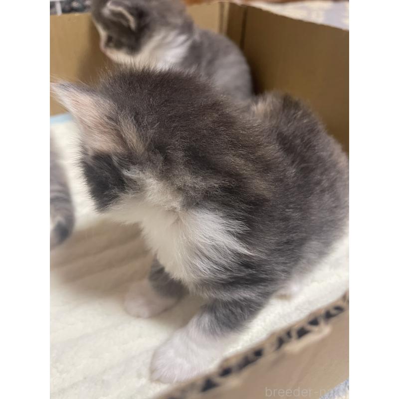 販売中の富山県のノルウェージャンフォレストキャット-134040の14枚目