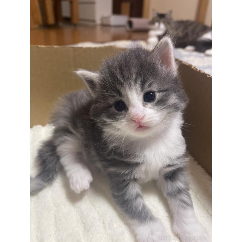 販売中の富山県のノルウェージャンフォレストキャット-134040の13枚目