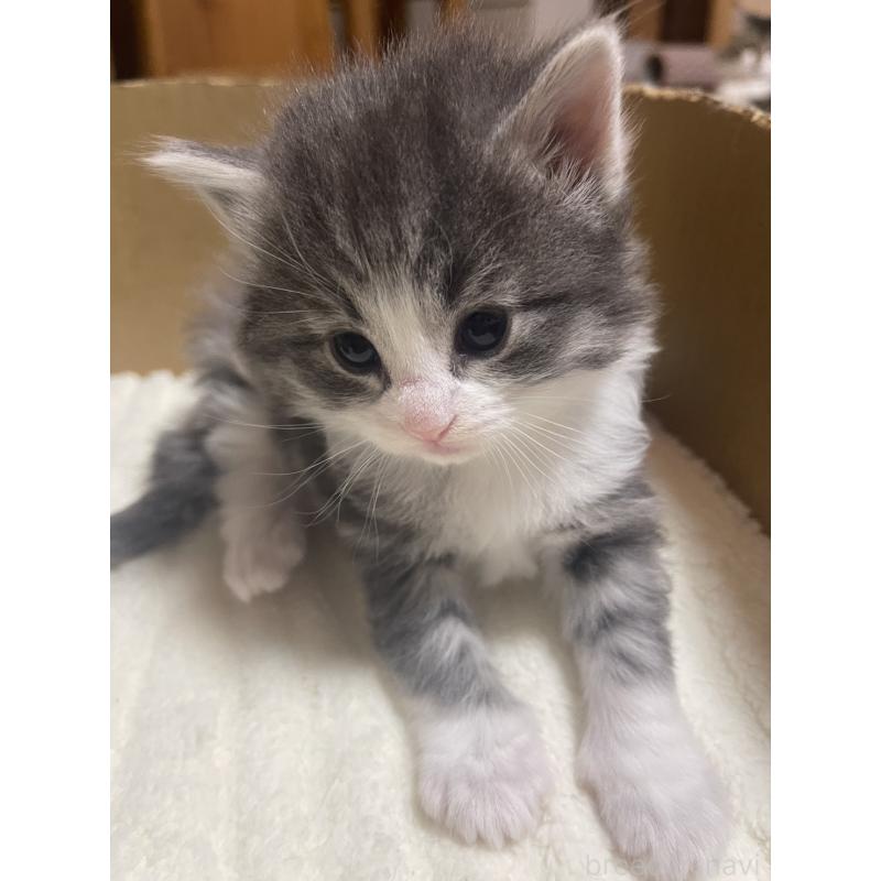 販売中の富山県のノルウェージャンフォレストキャット-134040の12枚目