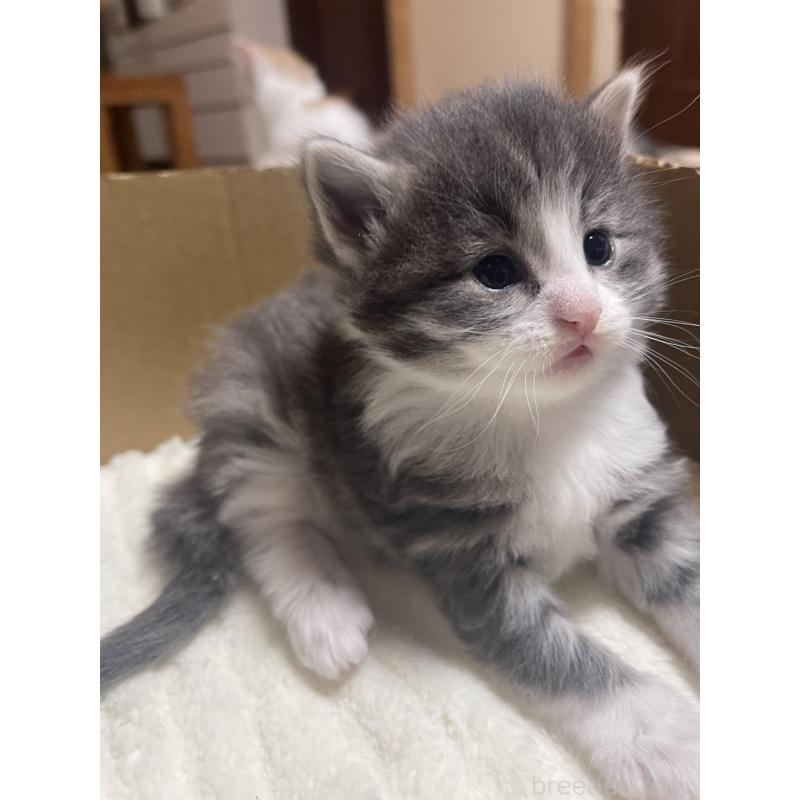 販売中の富山県のノルウェージャンフォレストキャット-134040の10枚目