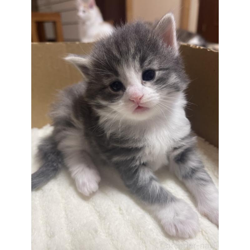 販売中の富山県のノルウェージャンフォレストキャット-134040の11枚目