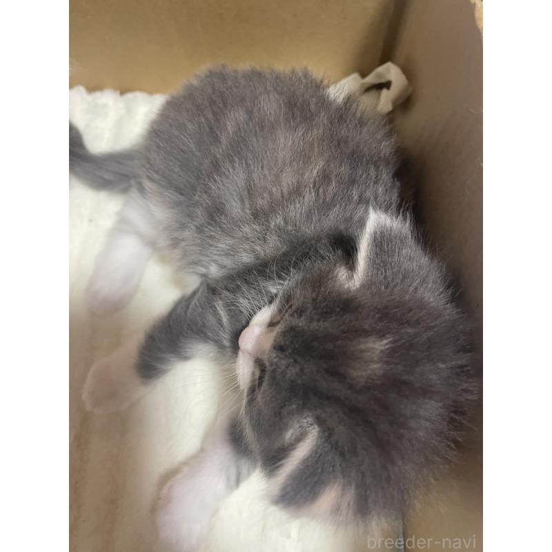 販売中の富山県のノルウェージャンフォレストキャット-134040の9枚目