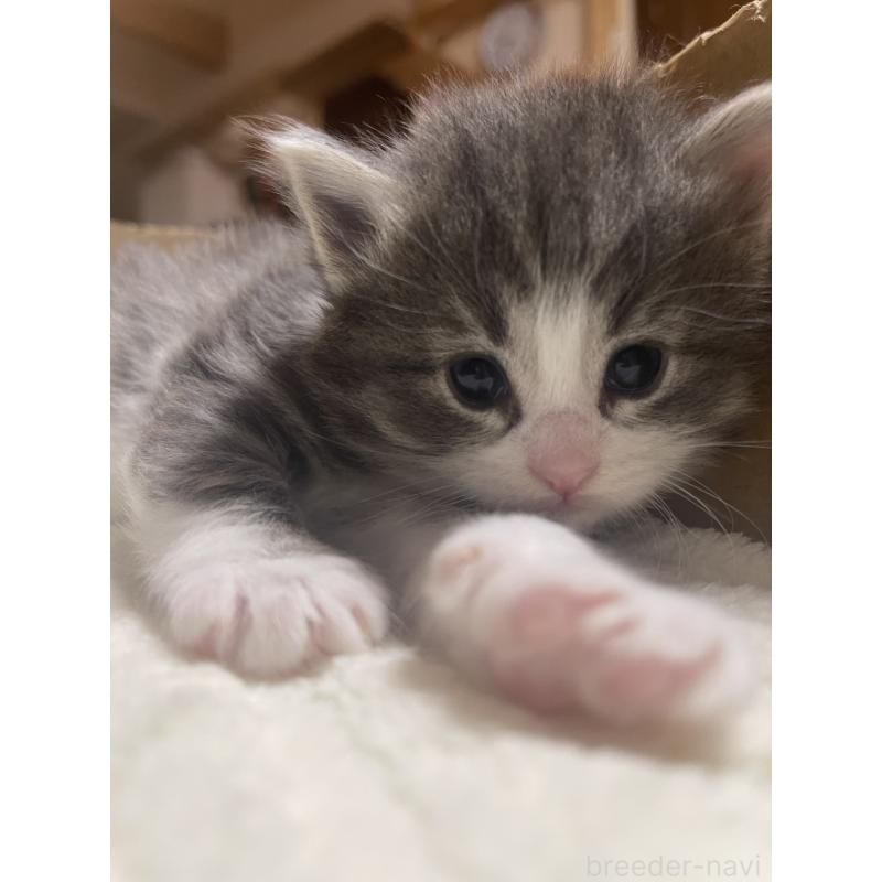 販売中の富山県のノルウェージャンフォレストキャット-134040の8枚目