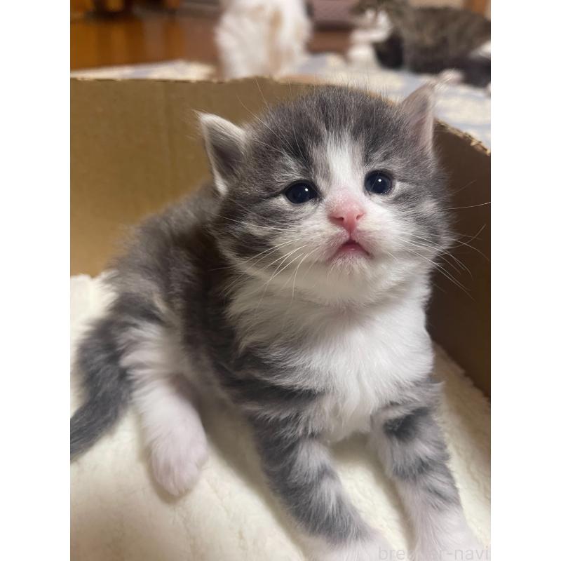 販売中の富山県のノルウェージャンフォレストキャット-134040の7枚目