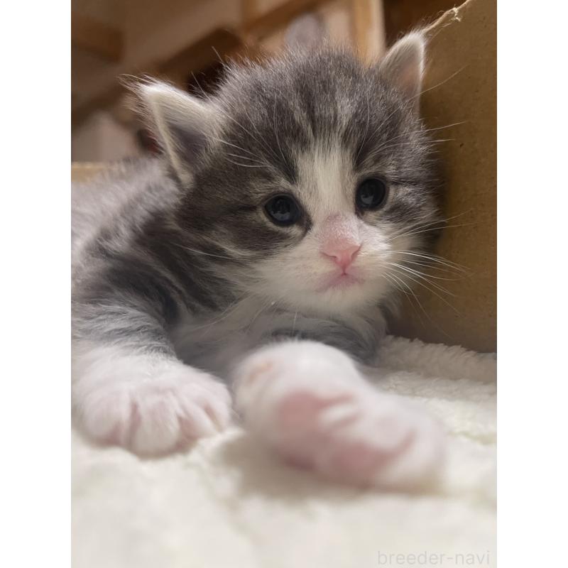 販売中の富山県のノルウェージャンフォレストキャット-134040の6枚目