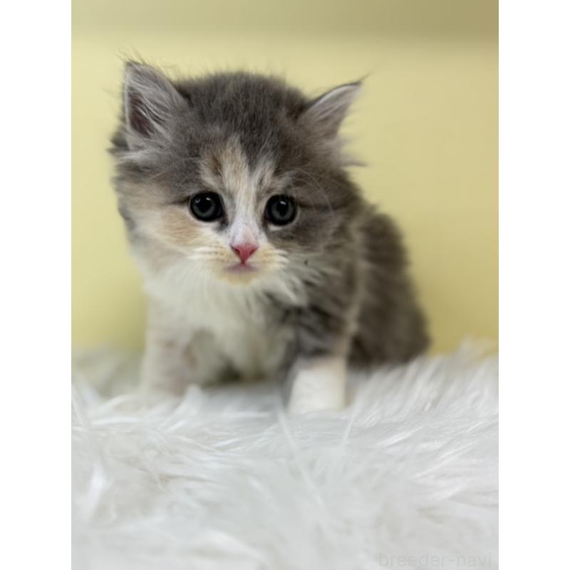 販売中の埼玉県のサイベリアン-134039の4枚目