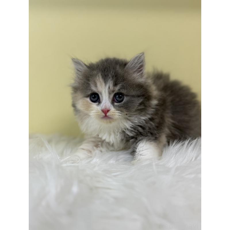 販売中の埼玉県のサイベリアン-134039の2枚目