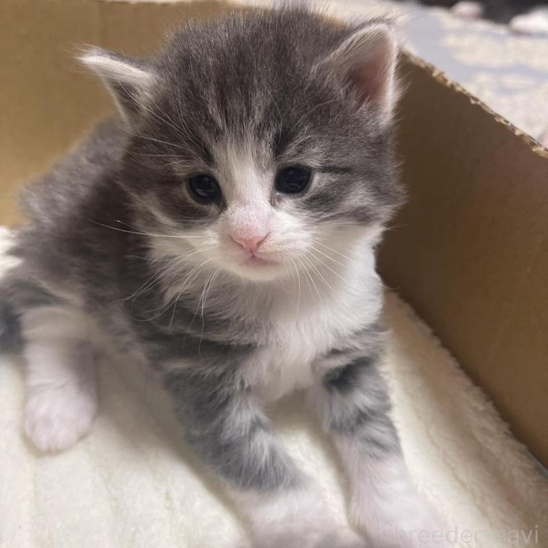 販売中の富山県のノルウェージャンフォレストキャット-134040の4枚目