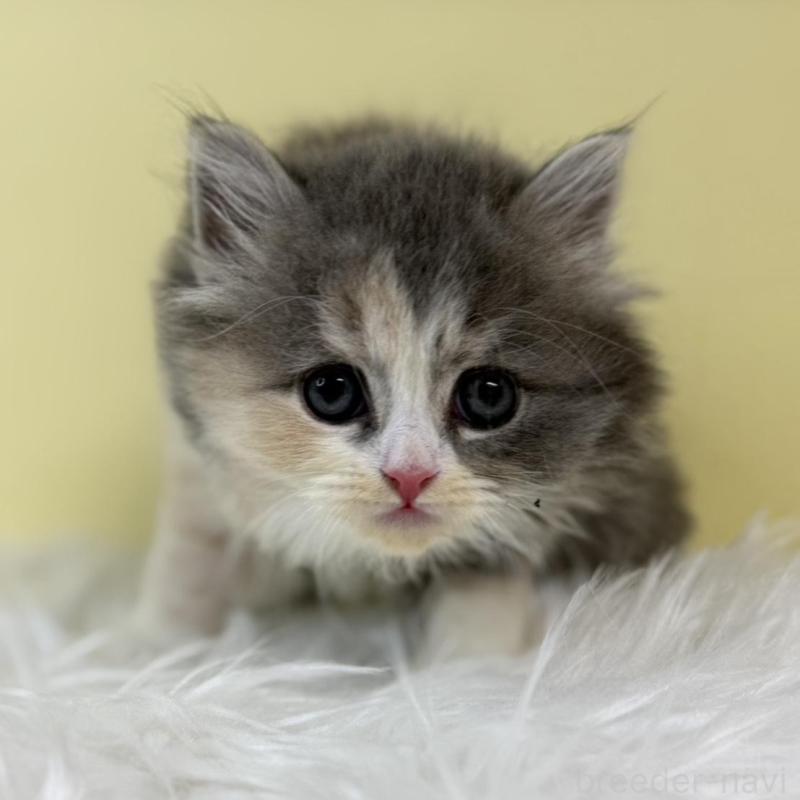 販売中の埼玉県のサイベリアン-134039の1枚目