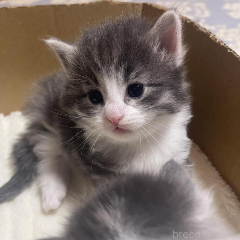 販売中の富山県のノルウェージャンフォレストキャット-134040の3枚目