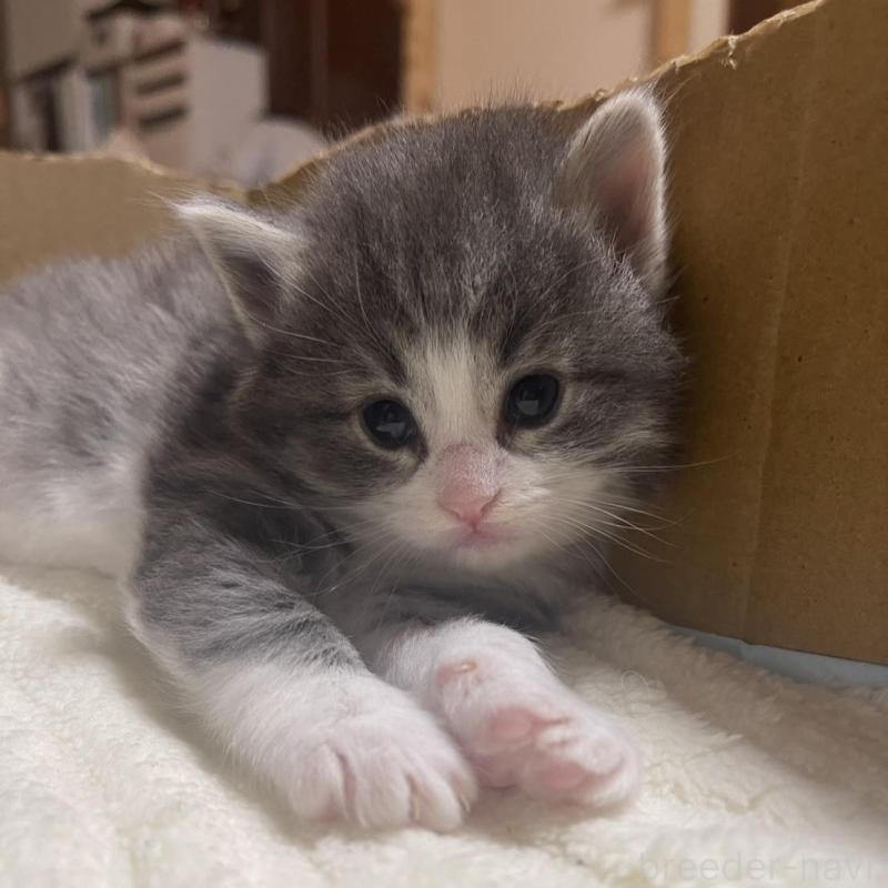 販売中の富山県のノルウェージャンフォレストキャット-134040の2枚目