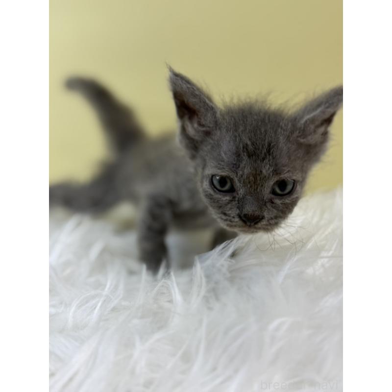 販売中の埼玉県のセルカークレックス-134041の3枚目