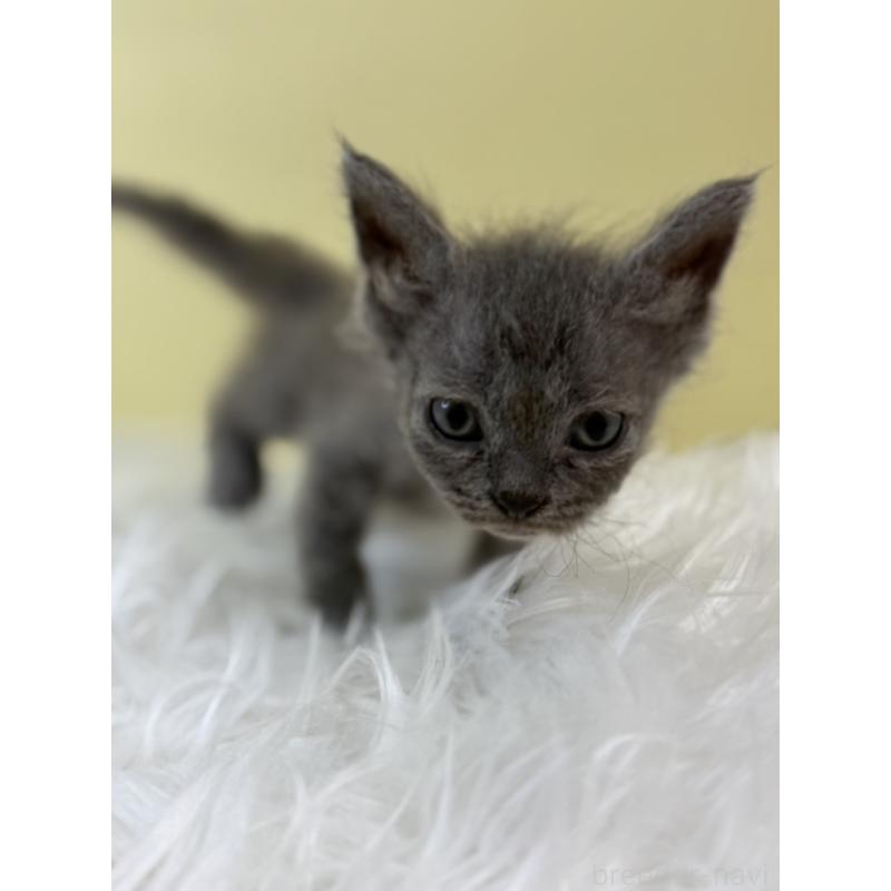 販売中の埼玉県のセルカークレックス-134041の2枚目