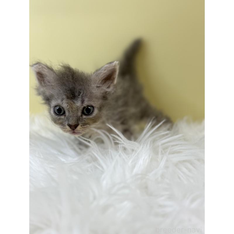 販売中の埼玉県のセルカークレックス-134042の4枚目