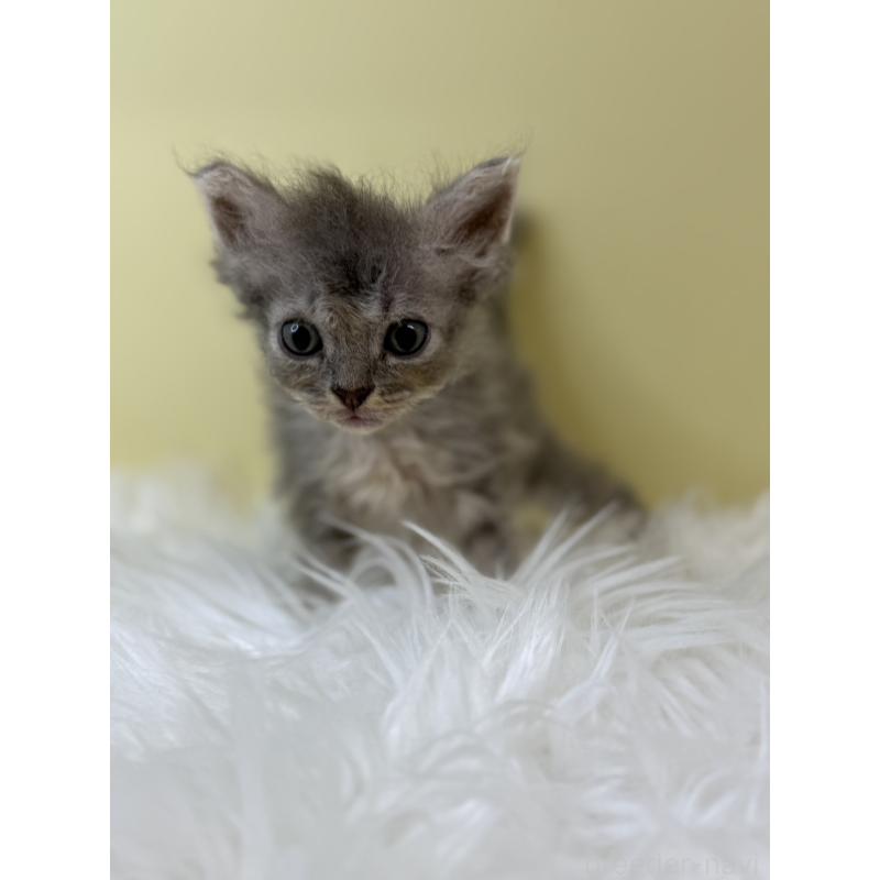 販売中の埼玉県のセルカークレックス-134042の3枚目