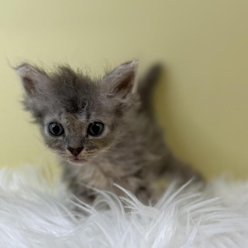 販売中の埼玉県のセルカークレックス-134042の1枚目