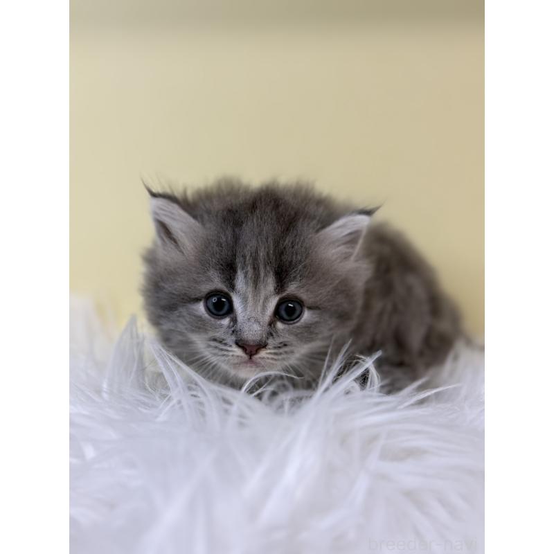 販売中の埼玉県のサイベリアン-134043の4枚目