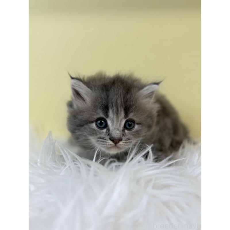 販売中の埼玉県のサイベリアン-134043の3枚目