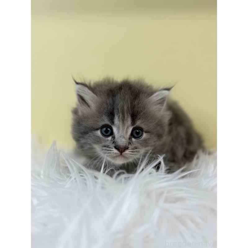 販売中の埼玉県のサイベリアン-134043の2枚目