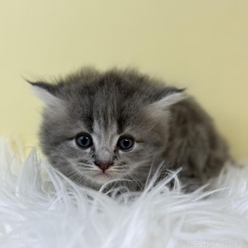 販売中の埼玉県のサイベリアン-134043の1枚目