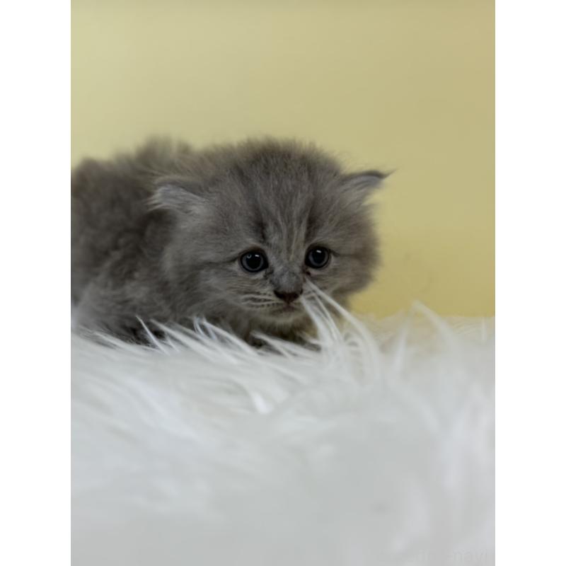 販売中の埼玉県のサイベリアン-134044の3枚目