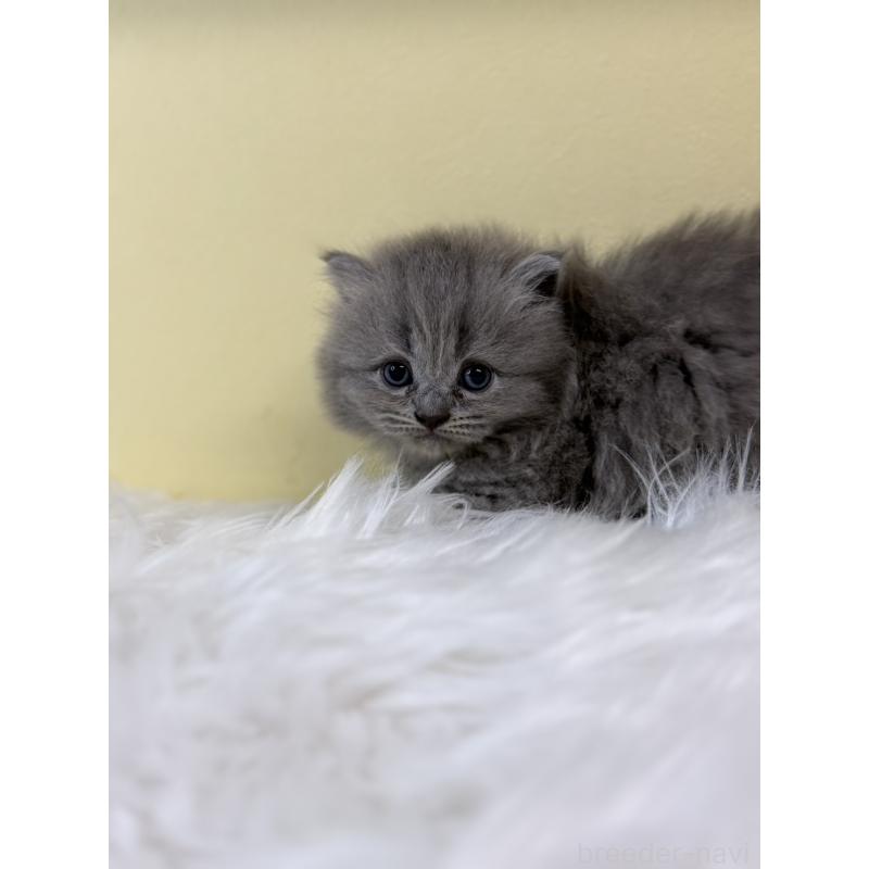 販売中の埼玉県のサイベリアン-134044の2枚目