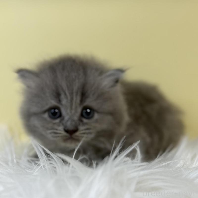 販売中の埼玉県のサイベリアン-134044の1枚目