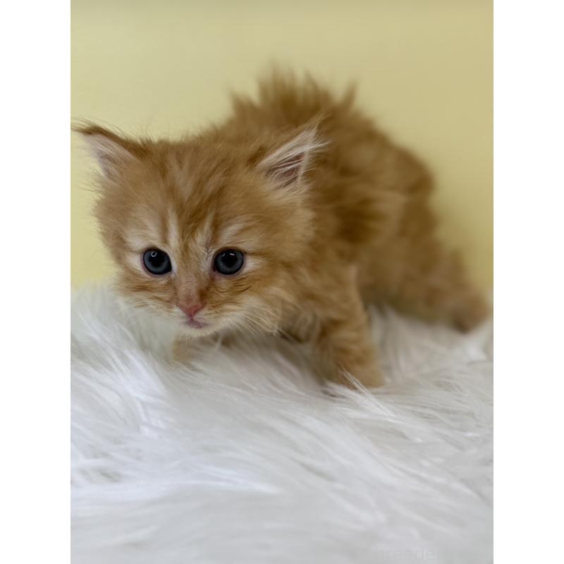 販売中の埼玉県のサイベリアン-134045の4枚目