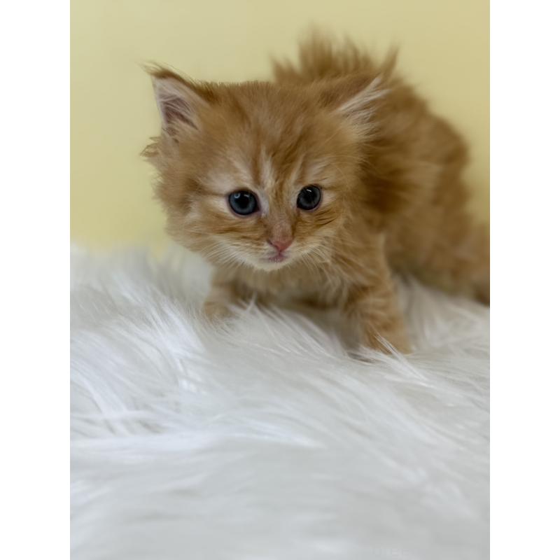 販売中の埼玉県のサイベリアン-134045の3枚目