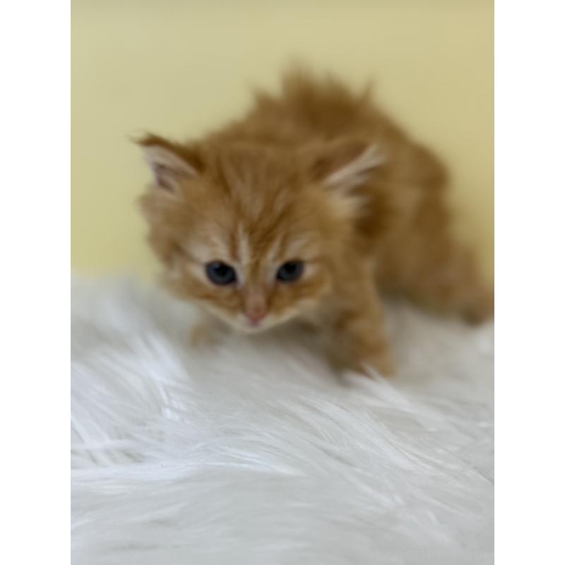 販売中の埼玉県のサイベリアン-134045の2枚目