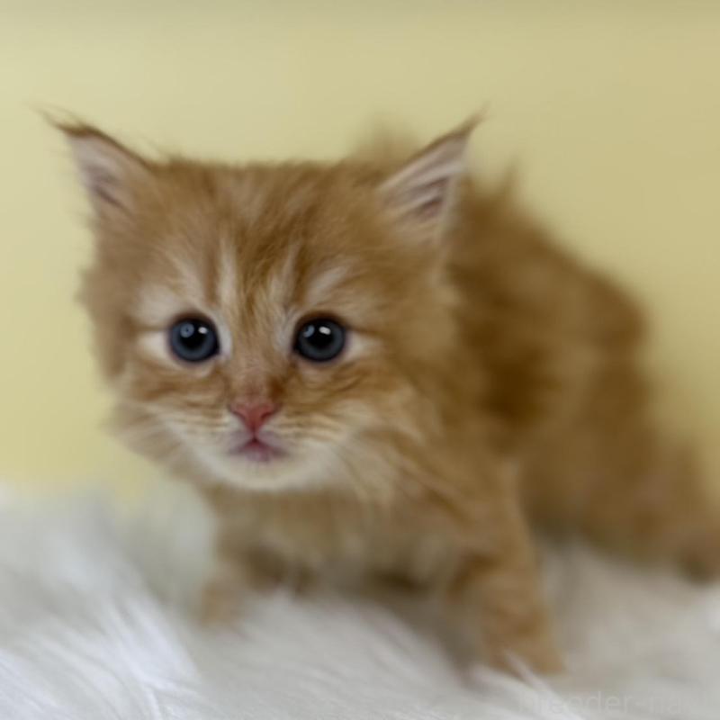 販売中の埼玉県のサイベリアン-134045の1枚目