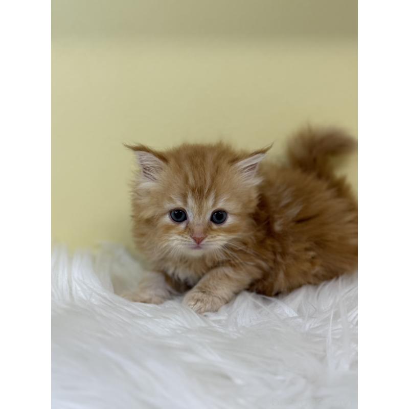 販売中の埼玉県のサイベリアン-134046の4枚目