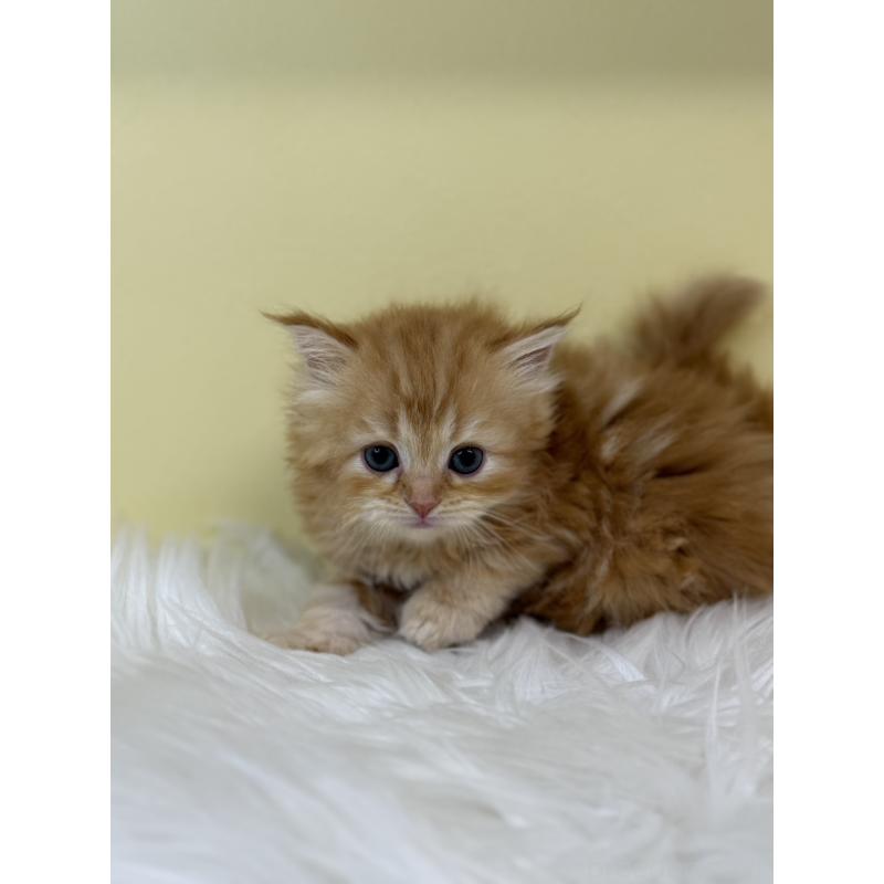 販売中の埼玉県のサイベリアン-134046の3枚目