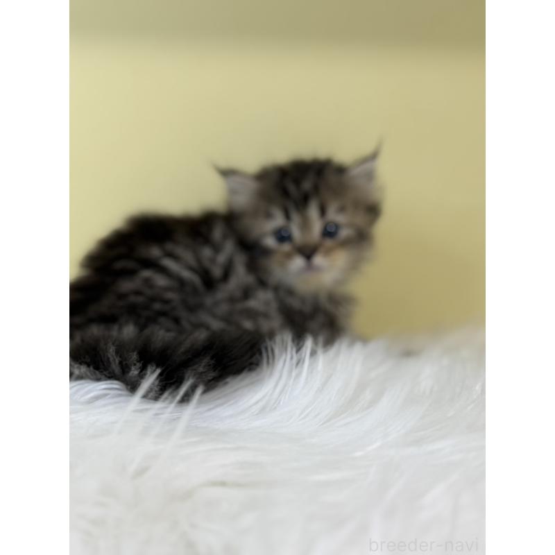 販売中の埼玉県のサイベリアン-134047の4枚目