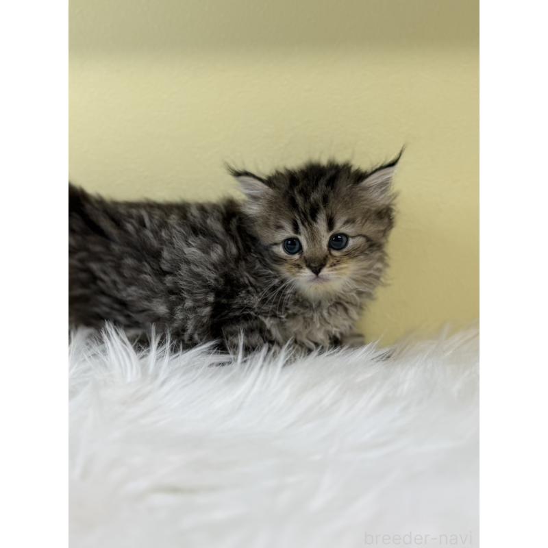 販売中の埼玉県のサイベリアン-134047の3枚目