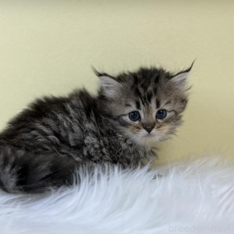 販売中の埼玉県のサイベリアン-134047の1枚目