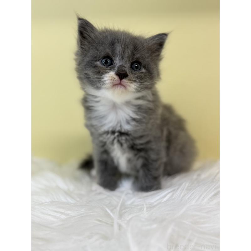 販売中の埼玉県のラガマフィン-134048の4枚目